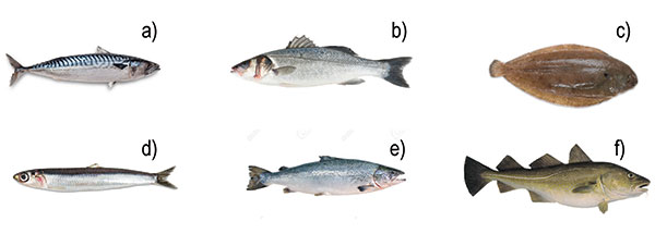 fish-out-water-02
