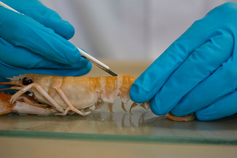 DNA-sequencing-based-03
