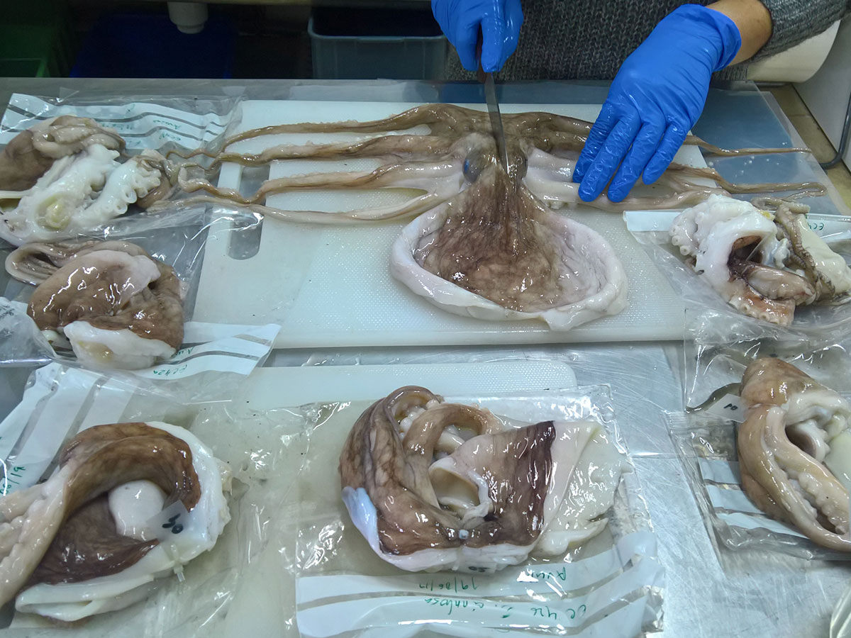 Detection-of-Water-Addition-in-Octopus-Species-03