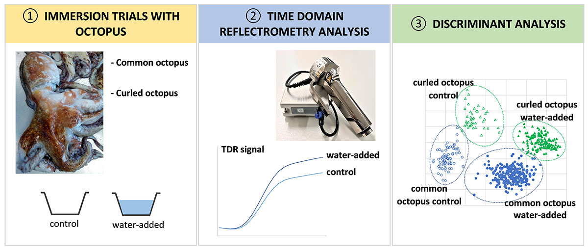 Detection-of-Water-Addition-in-Octopus-Species-05